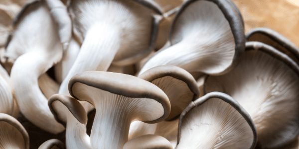 Fresh produce: Oyster Mushrooms from Livesey Brothers in Leicestershire