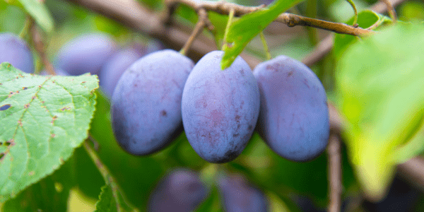Fresh Produce: Damsons growing on our farms.