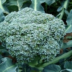 Wholesale Fresh produce: Brassica