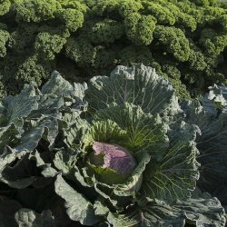 Wholesale Fresh Produce | Cabbage