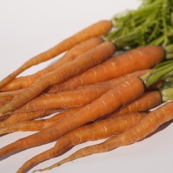 Wholesale Fresh produce: Baby Veg - Baby Carrots