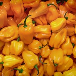 Wholesale Fresh produce: Chillies - Yellow Naga