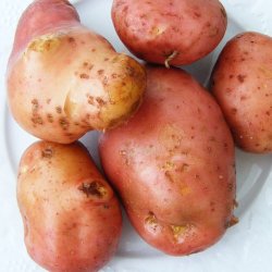 Wholesale Fresh Produce | Potatoes