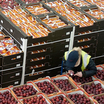 Fresh Produce Warhouse: Boxes of fresh produce stacked on a pallet being quality checked