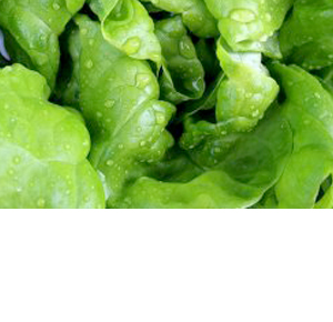 Wholesale Fresh Produce | Specialty Lettuce