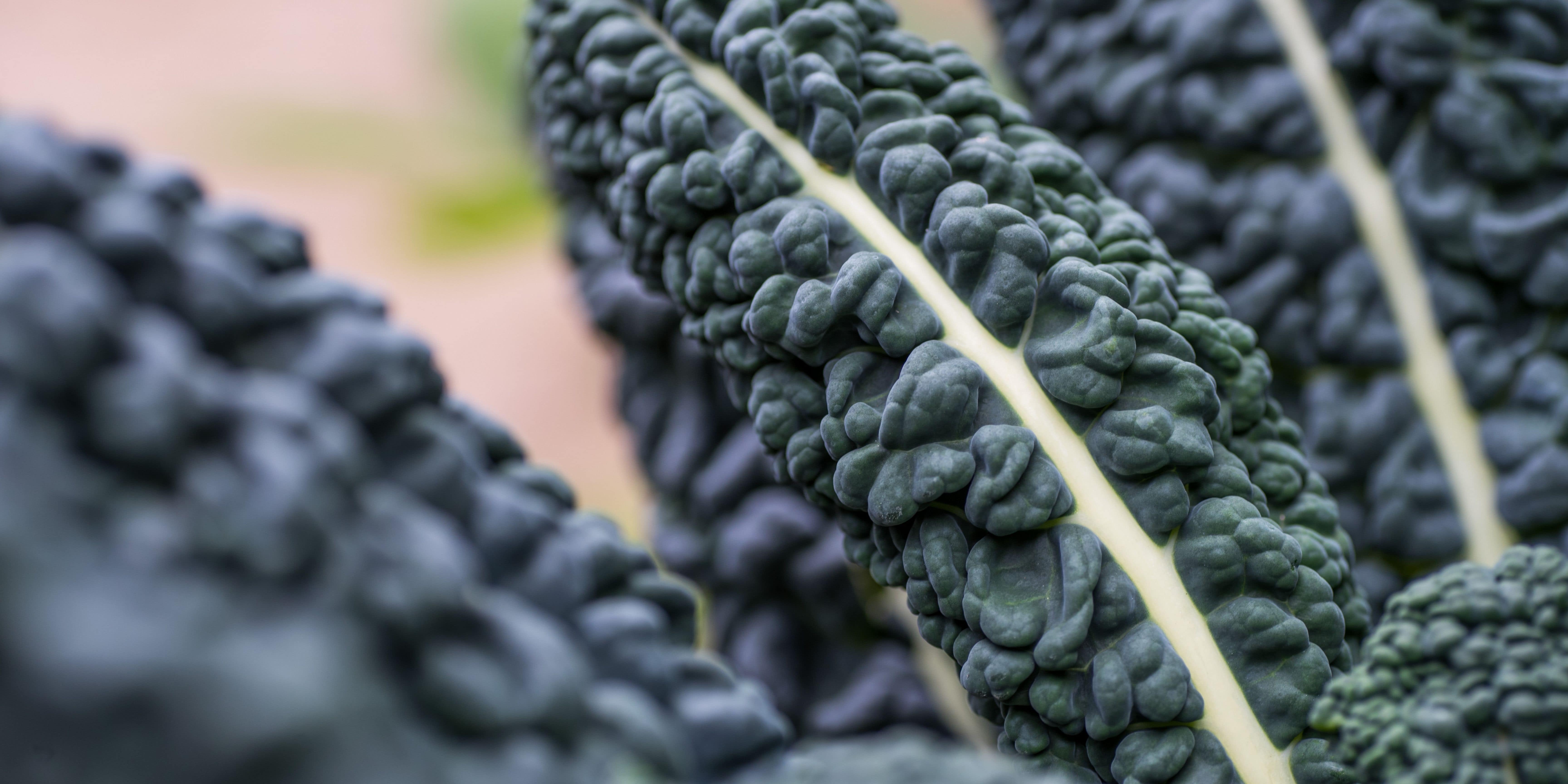 Fresh Produce: Cavolo Nero (Black Cabbage) Leaves
