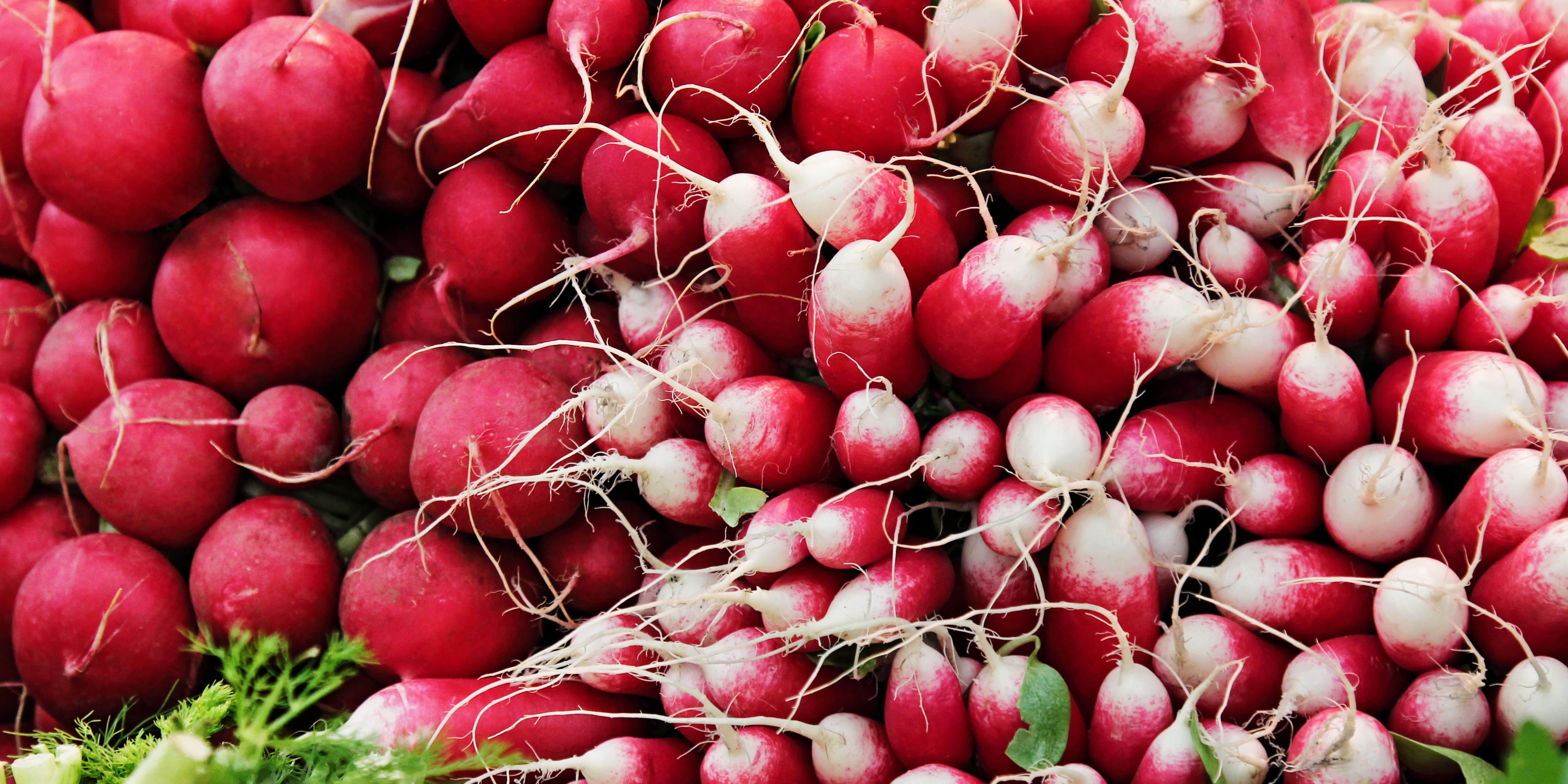 Fresh produce: French Breakfast and Cherry Belle Radish 