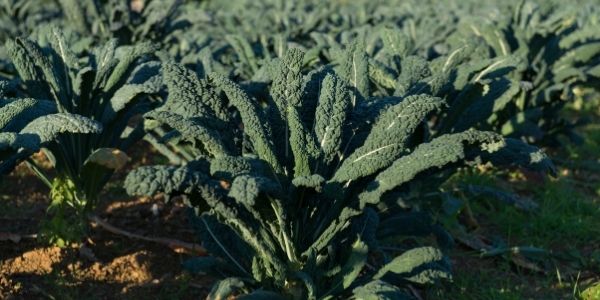 Fresh Produce: Cavolo Nero/ Black Cabbage growing on our farms.