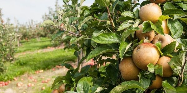 Fresh Produce: Dessert apples growing in our orchards