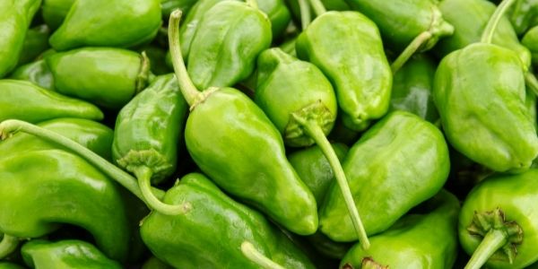 Fresh Produce: Green Padron Peppers