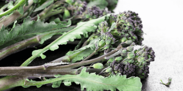 Fresh Produce: Purple Sprouting Burgundy growing on our Farms in the Vale of Evesham