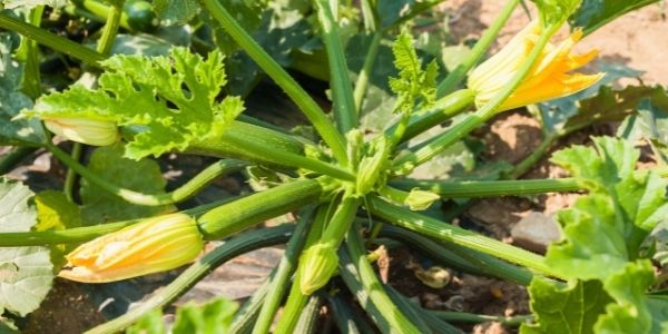 Fresh Produce: Courgettes growing on our Farms in the Vale of Evesham