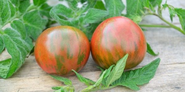 Fresh Produce: Tigerella Tomatoes from local growers at Haven Nurseries