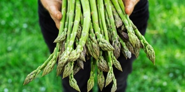 Fresh produce: End of Local Asparagus Season