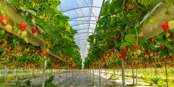 Fresh produce: Fresh Strawberries growing at Oaklands Fruit Farm in Pershore