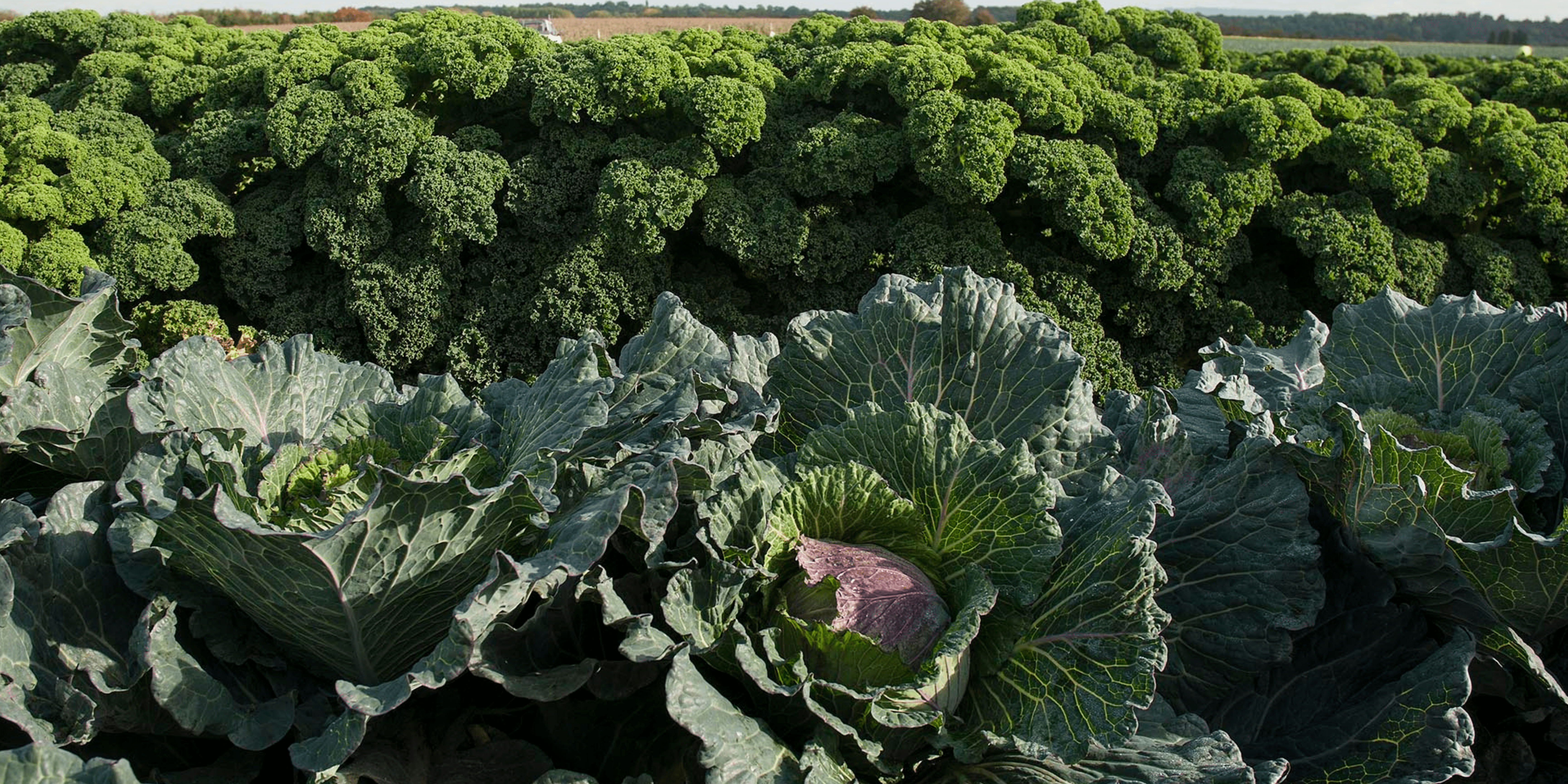 Fresh produce grown on our farms in the vale of Evesham, January Kind and Kale
