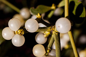 Wholesale Fresh produce:  Fresh Holly & Mistletoe