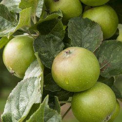 Wholesale Fresh Produce Evesham :Apples grown in Evesham