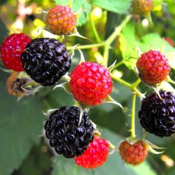 Wholesale Fresh Produce: UK Berries growing