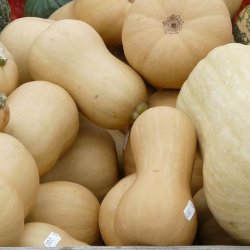 Wholesale Fresh Produce: Exotic Vegetables - Butternut Squash