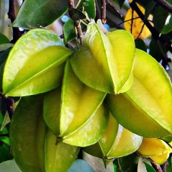 Wholesale Fresh produce: Exotic Fruits - Kumquats