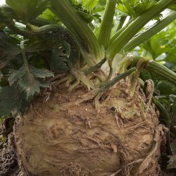 Wholesale Fresh Produce | Root