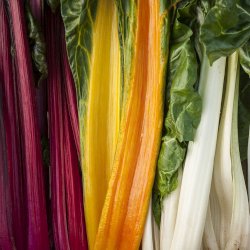Wholesale Fresh produce: Rainbow Chard