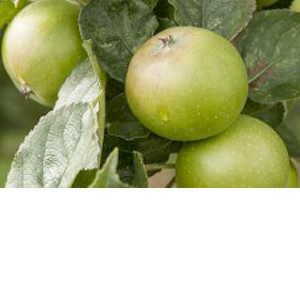 Wholesale Fresh Produce: Apples growing in the Vale of Evesham