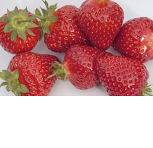 Wholesale Fresh Produce: Strawberries growing in the Vale of Evesham