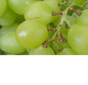 Wholesale Fresh Produce: Grapes