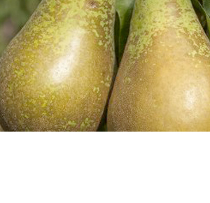 Wholesale Fresh Produce: Pears