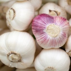 Wholesale Fresh produce: Exotics - Garlic