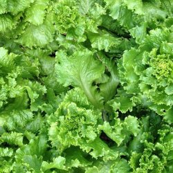 Wholesale Fresh Produce | Lettuce