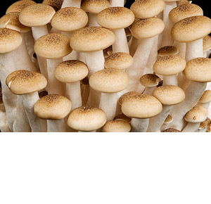 Fresh produce: Livesey Mushrooms - Woodland Mushrooms