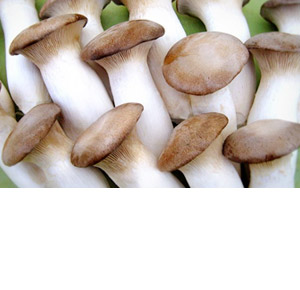 Fresh produce: Livesey Mushrooms - White & Golden Enoki