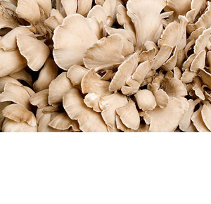 Wholesale Fresh Produce | Livesey Mushrooms - Eryngii