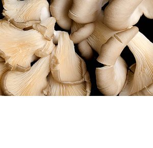 Fresh produce: Livesey Mushrooms - Maitake
