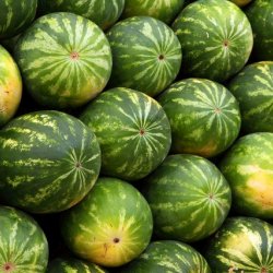 Wholesale Fresh produce: melon