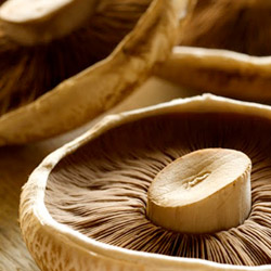 Wholesale Fresh Produce | Mushrooms