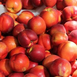 Wholesale Fresh produce: Peaches