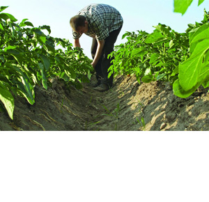 Wholesale Fresh Produce: Potatoes growing on farmland within Vale of Evesham, being checked by farmer