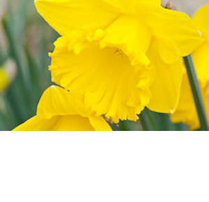 Seasonal Fresh produce: Daffodils