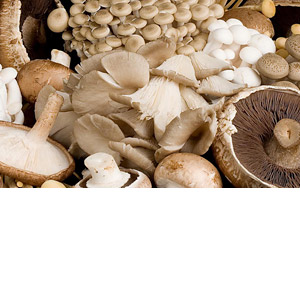 Seasonal Fresh produce: Mushroom varieties