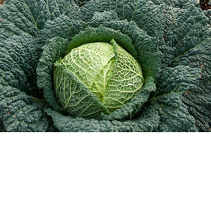 Seasonal Fresh produce:Savoy cabbage growing
