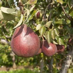 Wholesale Fresh produce: pears