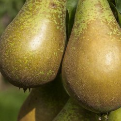 Wholesale Fresh produce: Pears