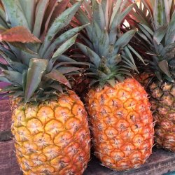 Wholesale Fresh Produce: Pineapple