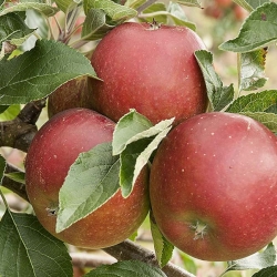 Seasonal Fruit and Veg