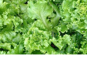 Wholesale Fresh Produce | Lettuce