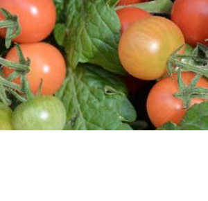 Wholesale Fresh Produce | Tomatoes